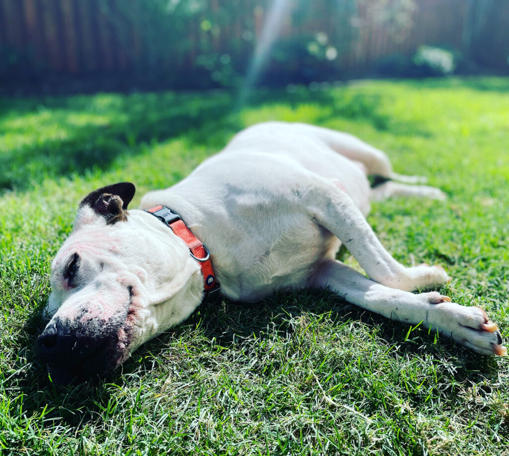 4D1C3E7D B1EA 48C4 8422 950067A14C6C