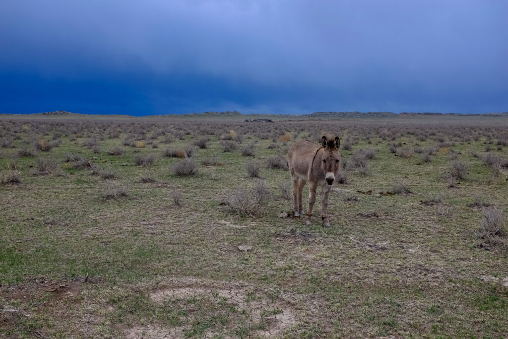 cdub0193jpg 14014902925 o