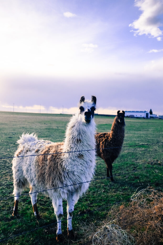 cdub0222jpg 14035569443 o