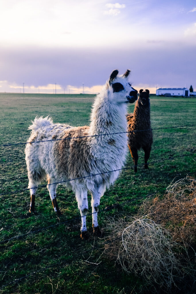 cdub0223jpg 14015577715 o