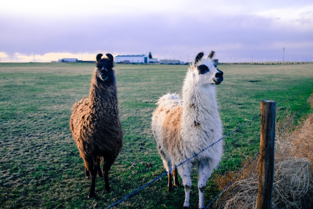 cdub0224jpg 14015585005 o