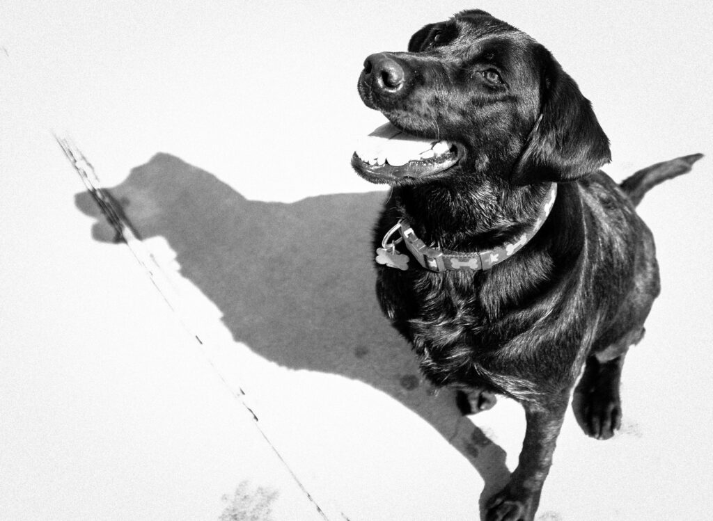 cdub0428jpg 14233398431 o