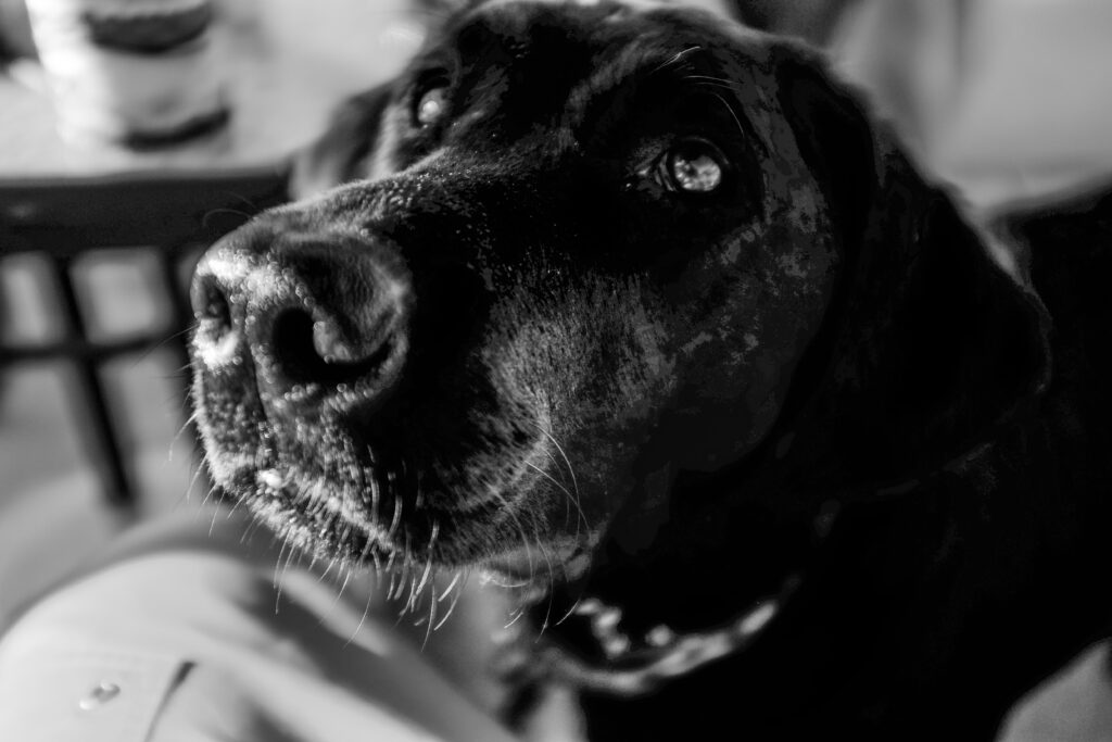 cdub0463jpg 14050114587 o